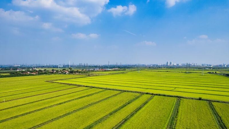 露天果园病害防治规范