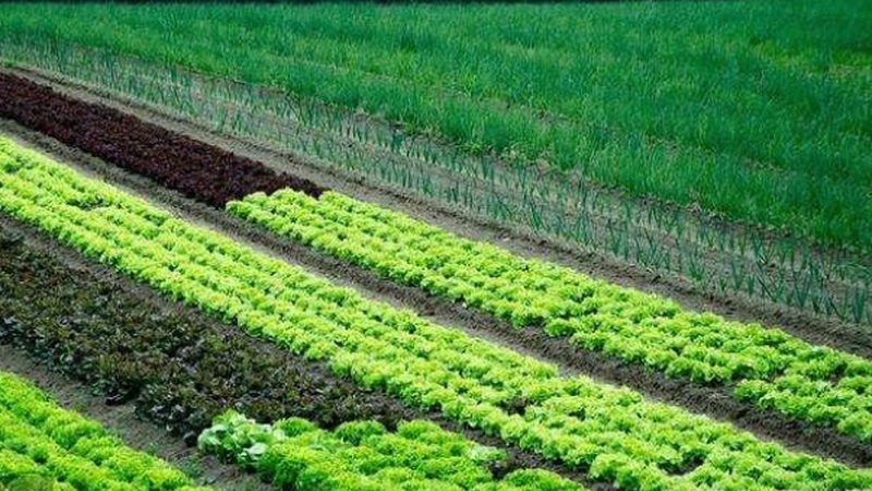 新疆水果种植气候条件排名解析