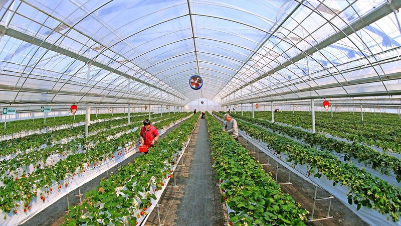 农产品电商平台服务规范：构建安全、高效的交易环境