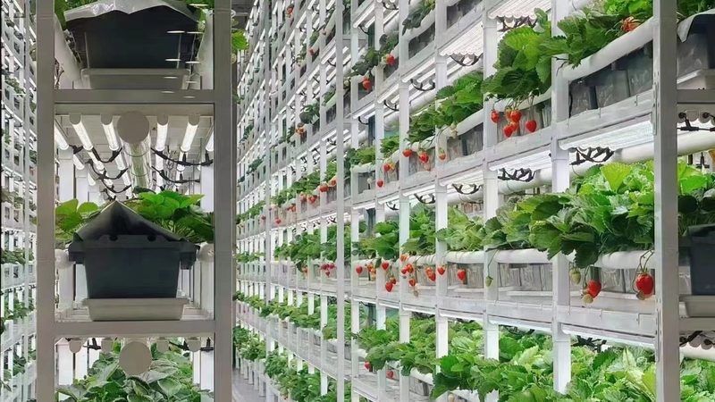 精准计算，科学种植：种植地块面积计算方法解析**